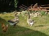 Cliquez ici pour voir l'image (Creuse031.JPG)