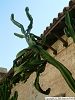 Cliquez ici pour voir l'image (Plantes010.JPG)