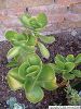 Cliquez ici pour voir l'image (Plantes013.JPG)