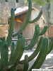 Cliquez ici pour voir l'image (Plantes014.JPG)