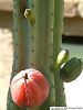 Cliquez ici pour voir l'image (Plantes015.JPG)