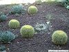 Cliquez ici pour voir l'image (Plantes017.JPG)