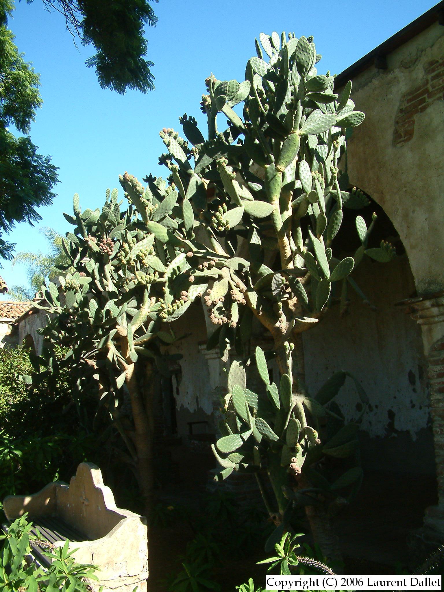 Plantes001