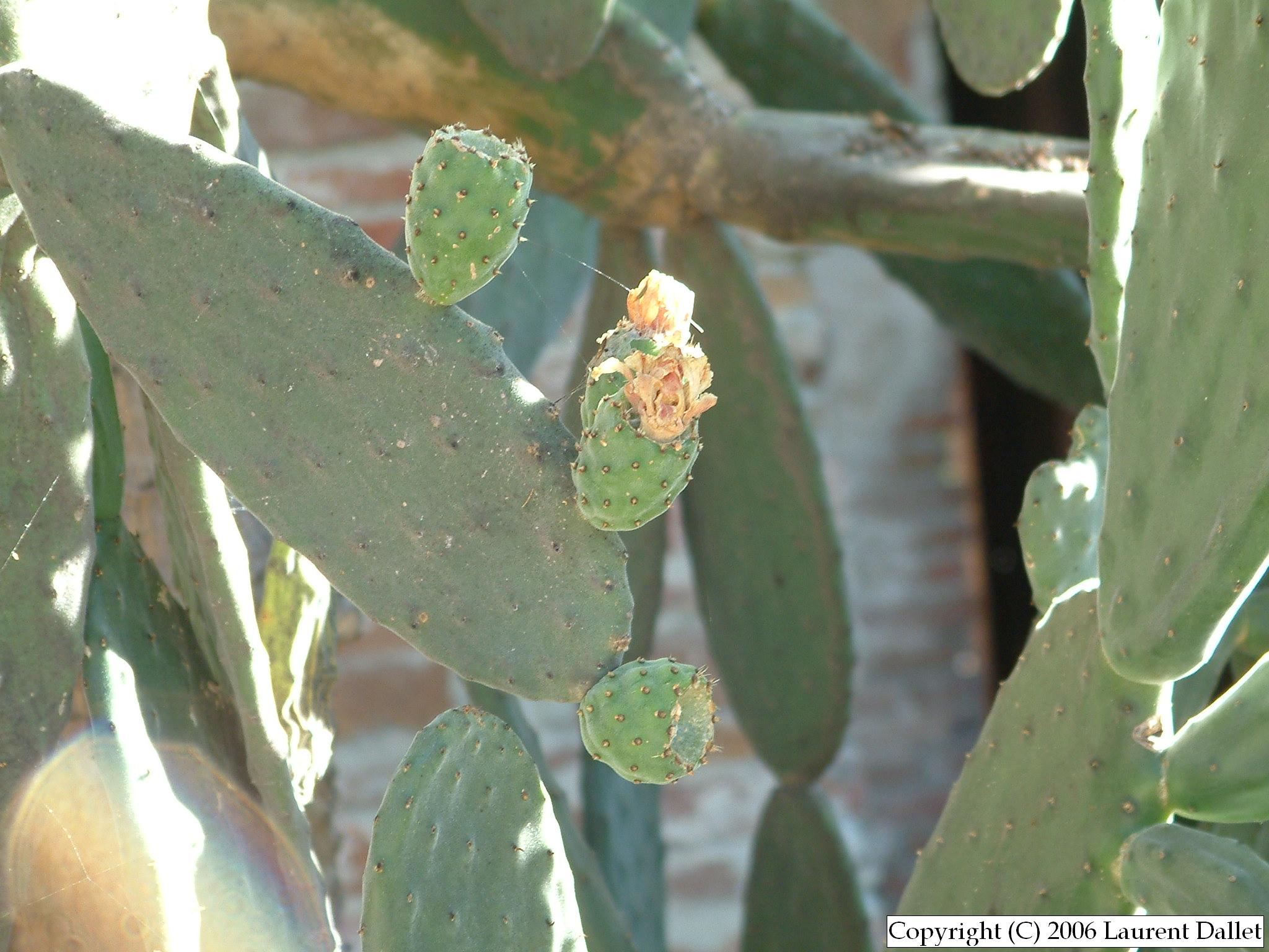 Plantes002