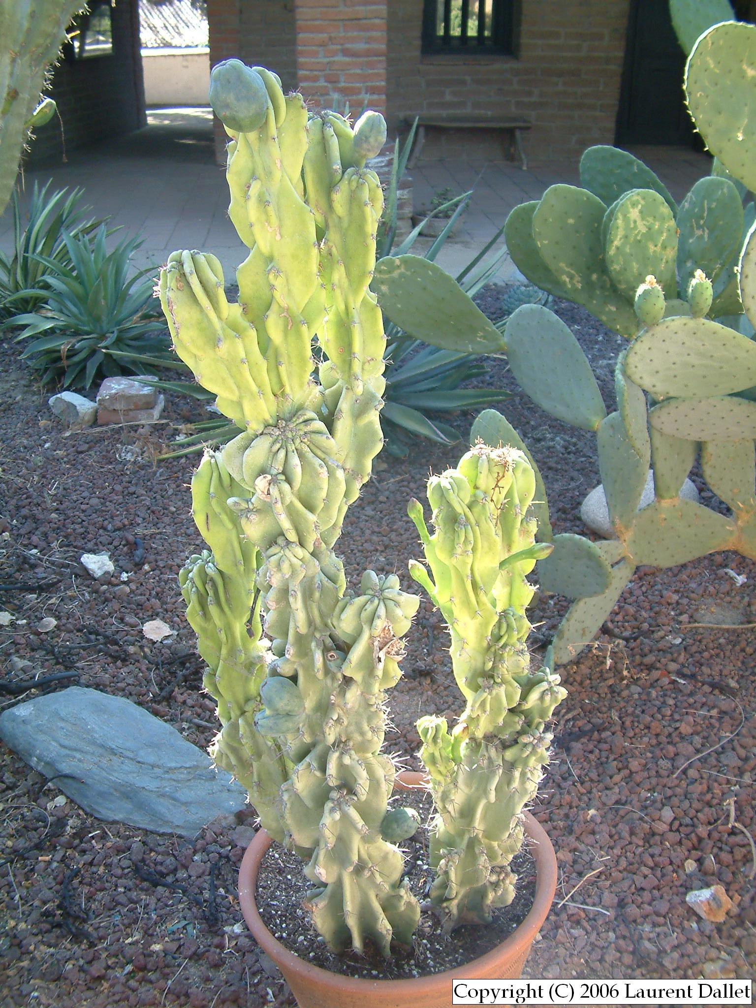 Plantes004