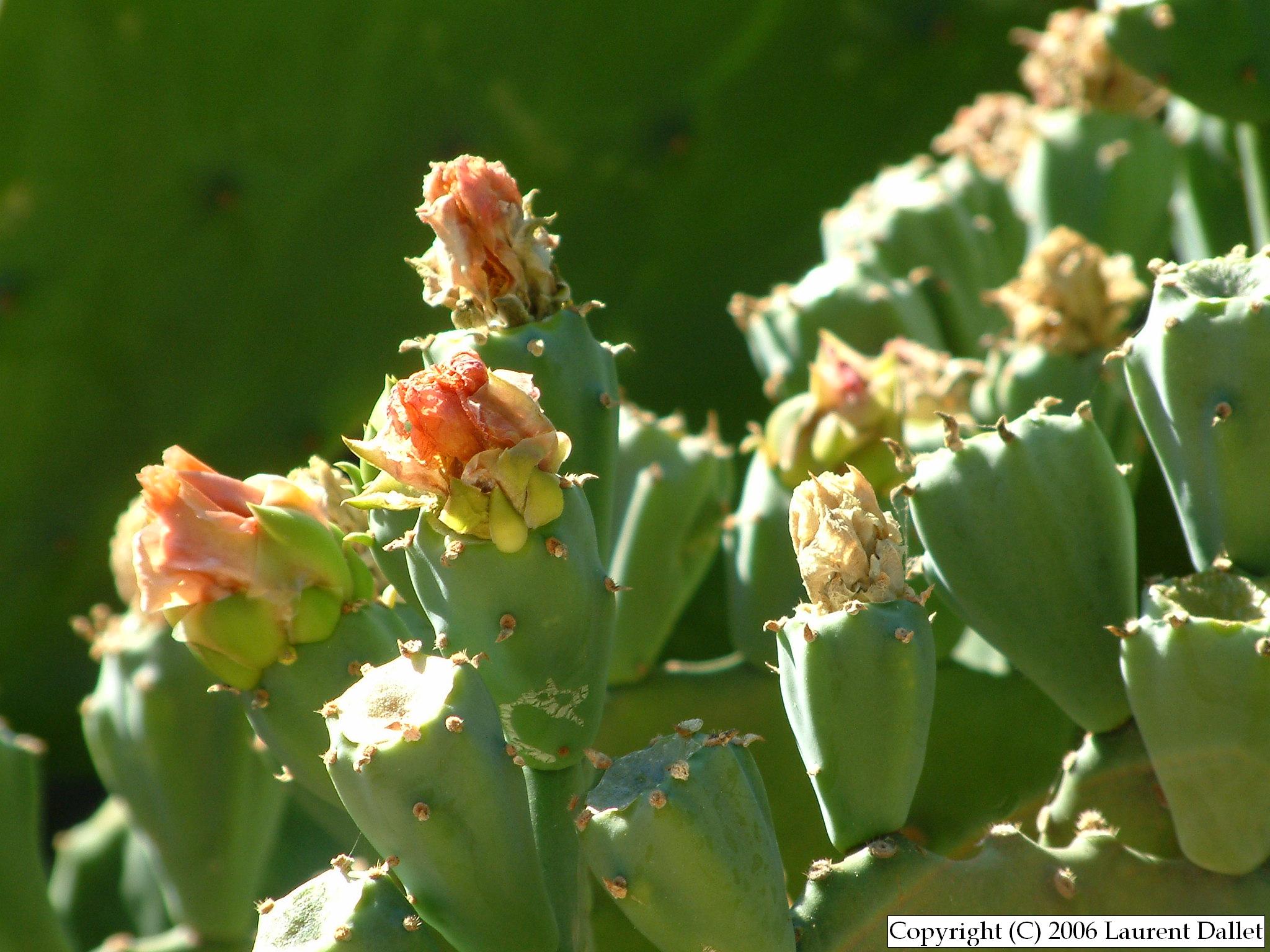 Plantes005