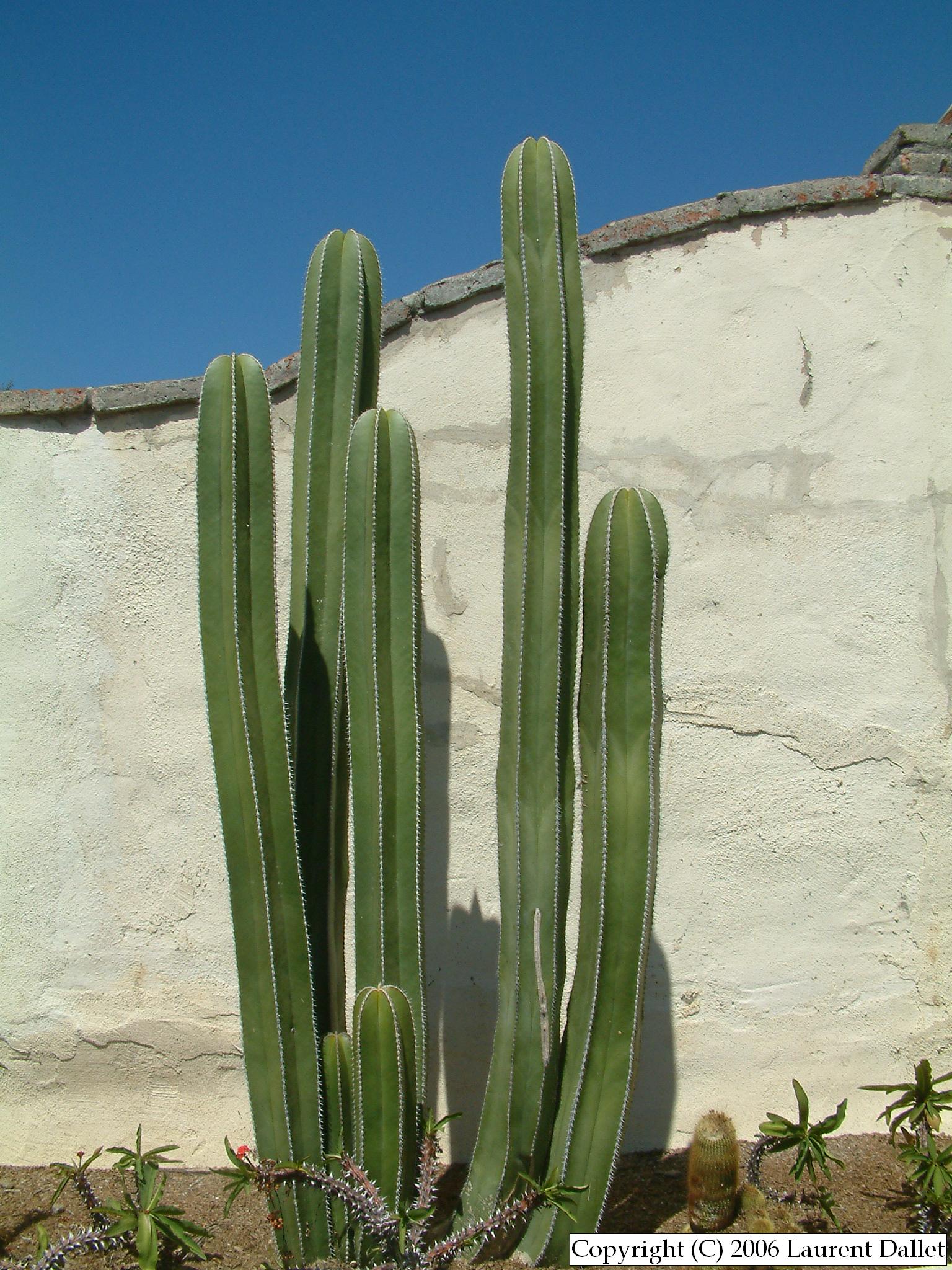 Plantes008