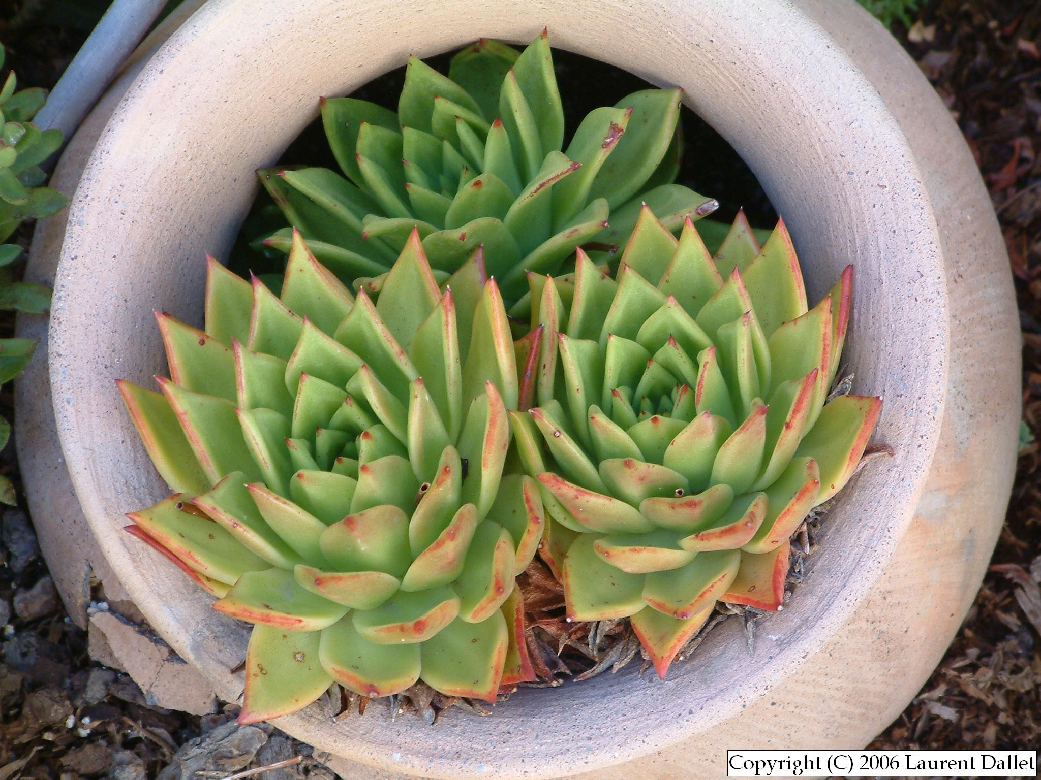 Plantes012